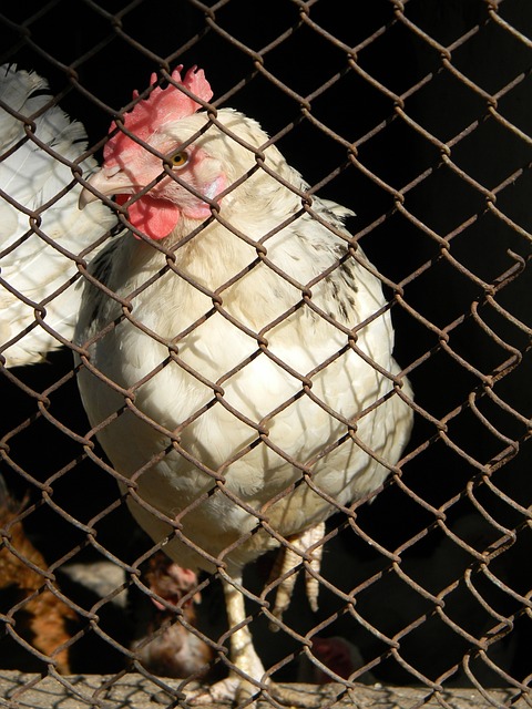 乔安娜的故 乔安娜的故