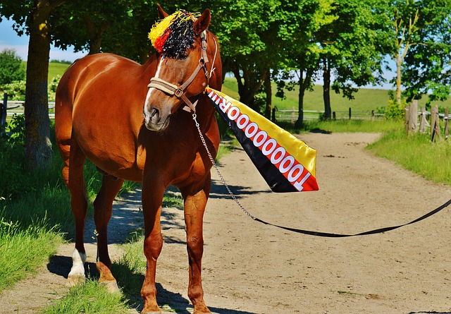 队在西部赛 队在西部赛
